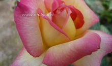 各种花类拟人句