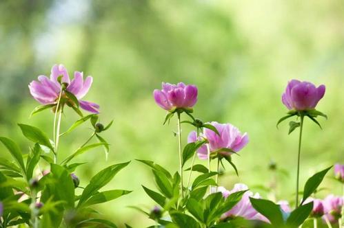 赞美学校的句子