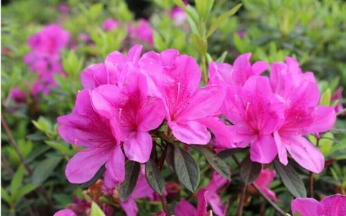 一个很好的部分描述杜鹃花