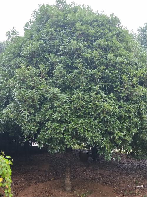 描述桂花的比喻句