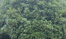 形容桂花的比喻句