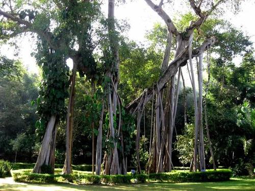 关于树木的谚语