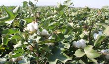 秋天的棉桃歇后语