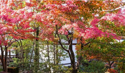 关于枫叶的寓言