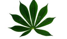 植物拟人句原创