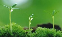 形容小草的比喻句