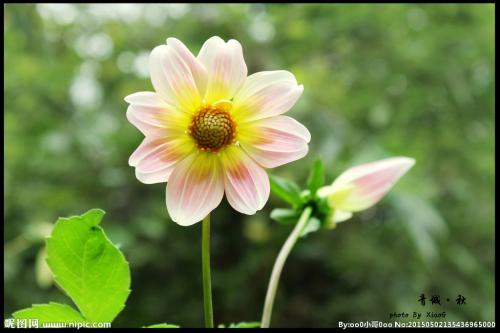 花的拟人化句子