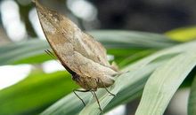 用枯叶写比喻句