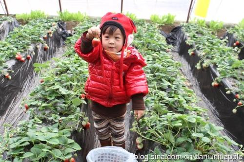 带孩子采摘草莓的快乐句子带孩子采摘草莓的句子2
