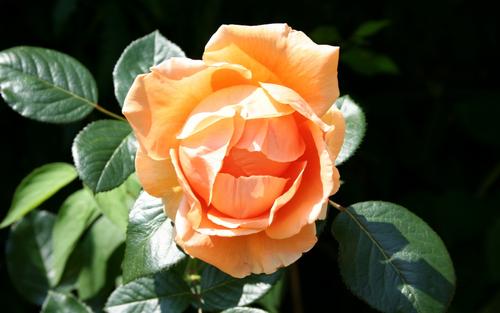 当时描述幸福的句子用来描述幸福和快乐的句子2