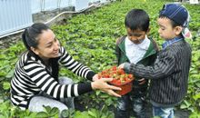 带孩子摘草莓的开心句子 带孩子摘草莓的句子
