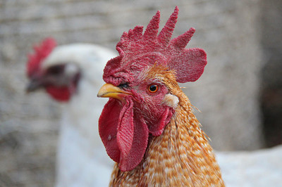 鸟寓言百科全书