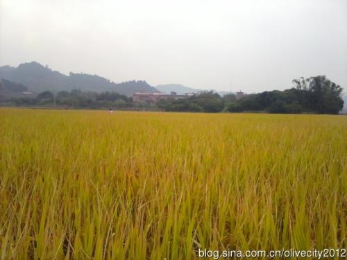 关于大米的寓言