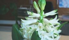 风信子的比喻句