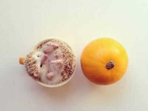 2020年的社会品味