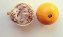 2020社会重口味说说大全