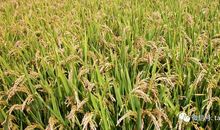 关于水稻的比喻句