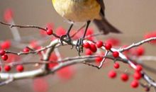 鸟入笼中歇后语