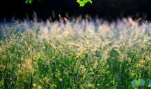 春天的阳光句子