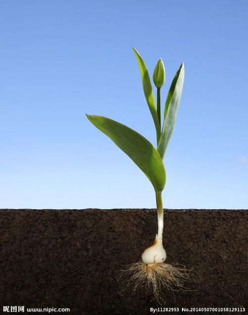 关于芽的寓言