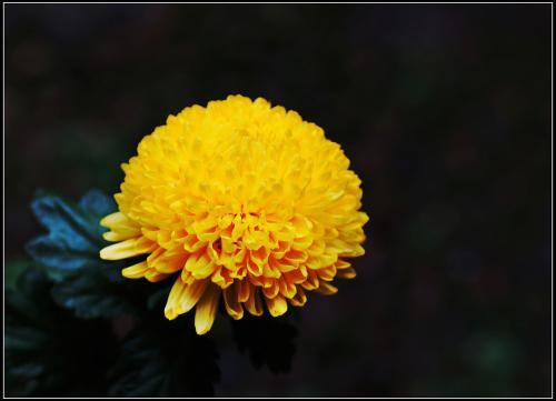 描述菊花的比喻句子