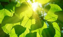 秋天树叶比喻句