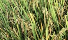 秋天稻子的比喻句