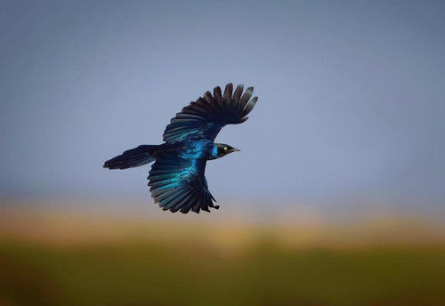 关于鸟类的寓言