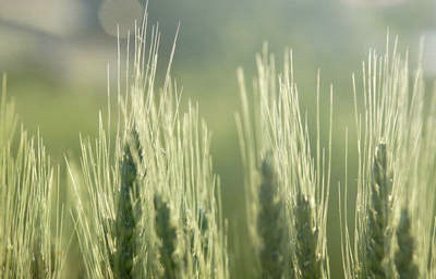 美丽的句子和彩色图片：记忆被删除，但记忆仍留在我心中2