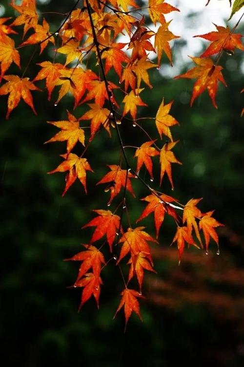 关于描写秋叶的诗