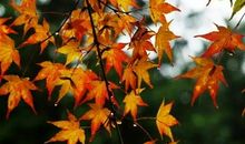 关于描写秋叶的诗句