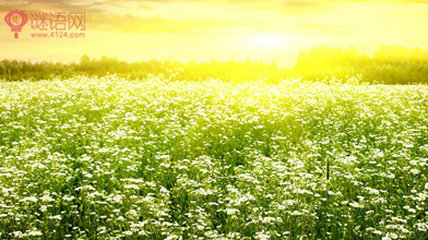 抒情春天唯美的句子