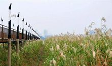 关于芦苇比喻句