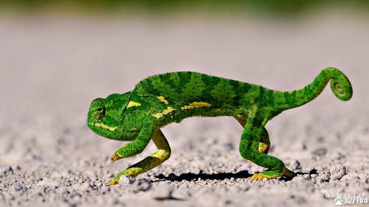 空心树的寓言词