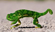 空心树的歇后语