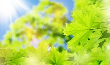 梧桐叶的比喻句