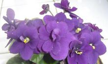 花像什么比喻句