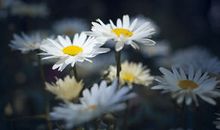 大年初一逗人开心的搞笑祝福语 逗人开心的搞笑祝福语