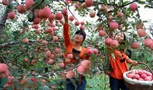 红苹果写比喻句