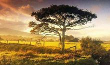 等一个黄昏，爱一个清晨