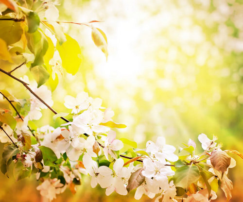 哲学上的一句话或一句话：不要使旧的悲伤和浪费的新泪