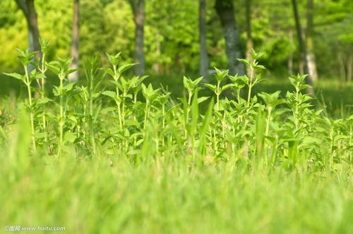 关于绿色的寓言