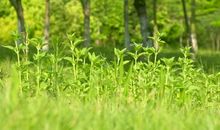 有关绿色的比喻句