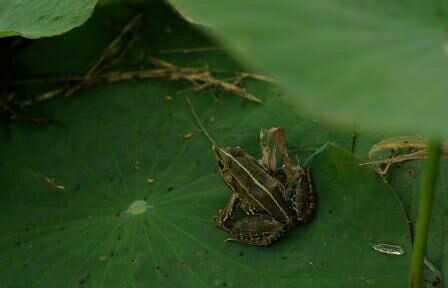 青蛙电话的寓言