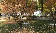 秋天的校园比喻句