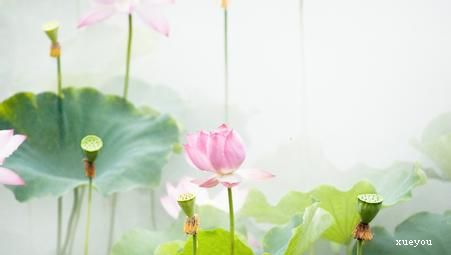 67首关于莲花的古诗