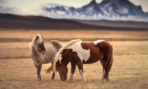 经典的恭维句子