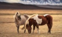 拍马屁的经典句子