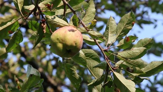 苹果树的比喻句