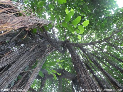 榕树看起来像什么比喻